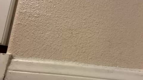 trickydick6 online show from March 10, 2026, 5:01 am