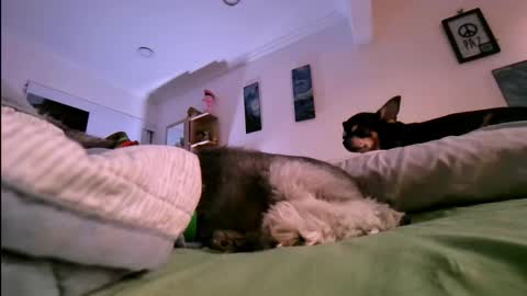 veronica online show from January 17, 2026, 10:46 pm