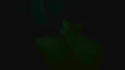 Snapshot of xposed_edger chatting on March 2, 2025, 5:33 am xposed_edger online show from March 2, 2025, 5:33 am