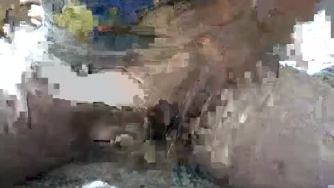 Yankee online show from October 6, 2025, 5:38 am