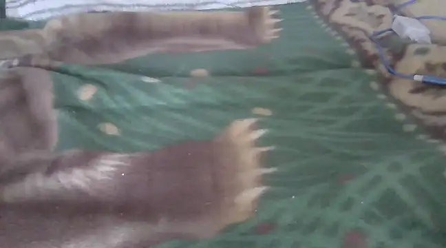 zorritasuperhot online show from February 9, 2025, 5:33 pm