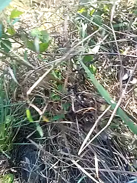 Nkumar173 online show from November 11, 2025, 5:51 am