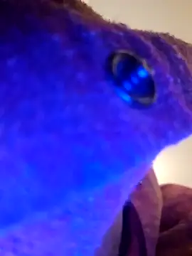 Armyexhibitionistvet online show from September 9, 2025, 8:58 am