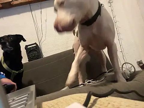 EnricoGio online show from December 17, 2024, 11:49 pm