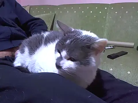 zormen355 online show from April 4, 2026, 7:44 pm