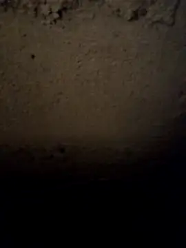 camila picante online show from March 31, 2026, 3:56 pm