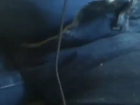 markluvskitty online show from January 30, 2025, 8:42 pm