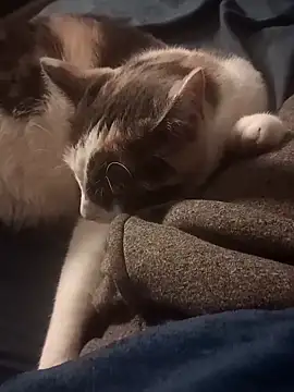 Snapshot of AmazonianMistress chatting on February 10, 2025, 8:31 pm AmazonianMistress online show from February 10, 2025, 8:31 pm