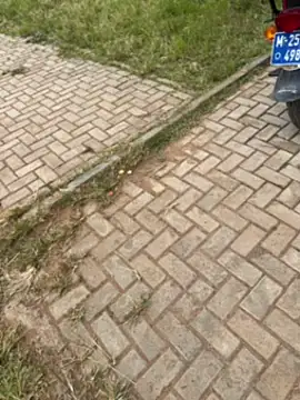 Black-mamba-madingo online show from November 1, 2025, 12:29 pm