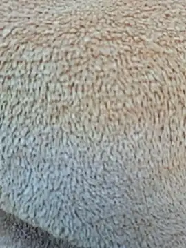 Priya Bong online show from January 15, 2026, 4:06 am