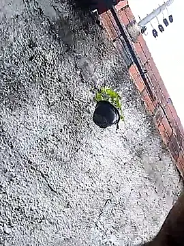 Tiago0031 online show from March 3, 2026, 7:42 pm