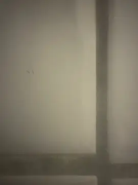 orient zob online show from February 19, 2026, 12:39 am