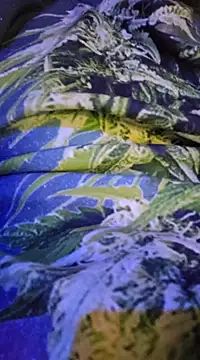 McdyllanXX online show from February 13, 2025, 12:24 am