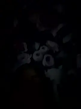 palorid online show from January 14, 2026, 9:31 pm