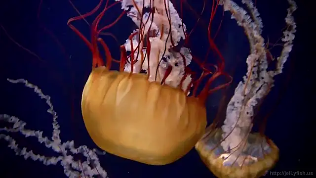 streamy test11 online show from February 3, 2025, 8:13 am