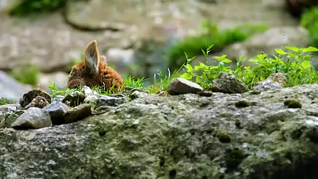 streamy test11 online show from September 9, 2025, 9:20 am