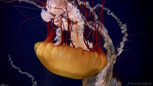 streamy test11 online show from September 29, 2025, 1:38 pm