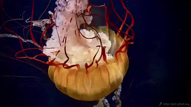 streamy test12 online show from December 3, 2024, 10:17 am