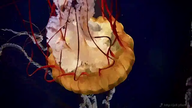 streamy test12 online show from December 10, 2024, 8:19 am