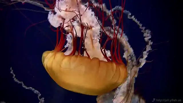 streamy test12 online show from December 27, 2024, 8:13 am