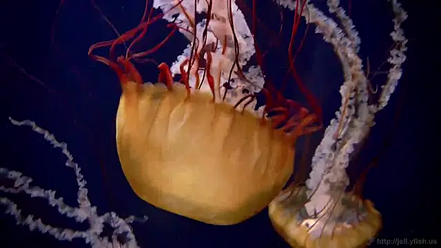 streamy test12 online show from January 27, 2025, 8:18 am