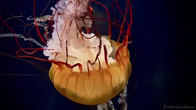 streamy test12 online show from December 14, 2025, 10:53 am