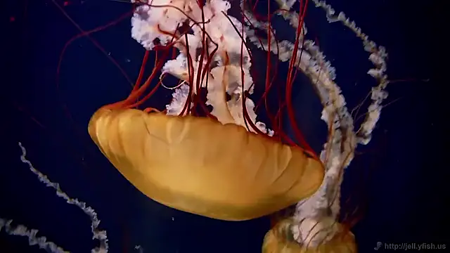 streamy test15 online show from December 15, 2025, 9:35 am