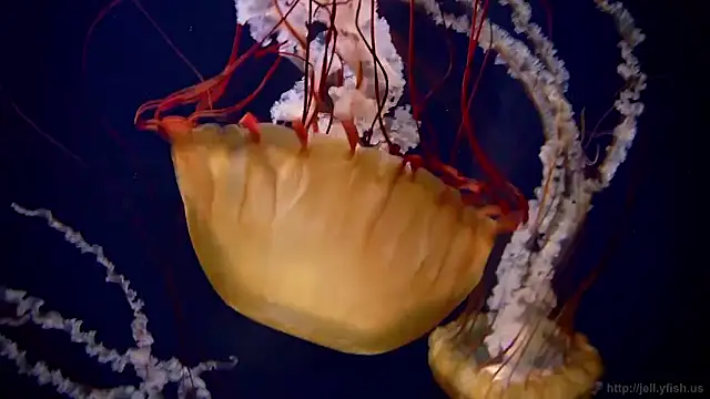 streamy test15 online show from January 16, 2026, 9:13 am