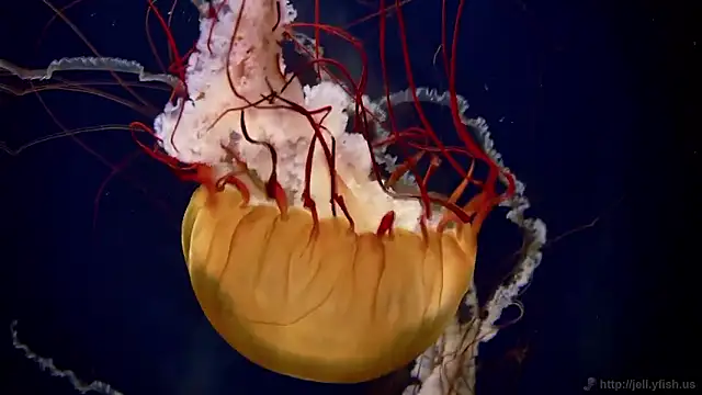 streamy test15 online show from February 26, 2026, 1:32 pm