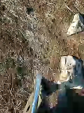 murokkk31 online show from January 15, 2025, 8:09 am