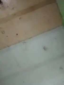 Snapshot of Alonsomadeira chatting on February 10, 2026, 11:53 pm Alonsomadeira online show from February 10, 2026, 11:53 pm