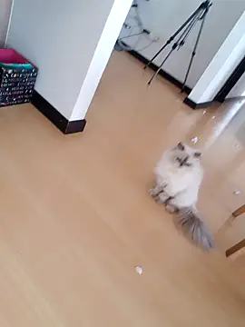  monicab online show from September 27, 2025, 2:55 pm