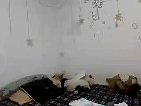 Nissha johosonn online show from December 13, 2024, 1:04 am