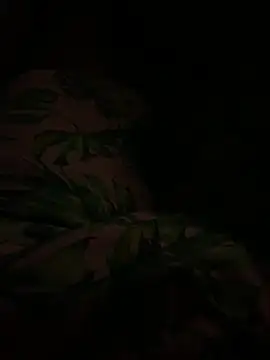 smithrosinha online show from February 11, 2025, 4:44 am