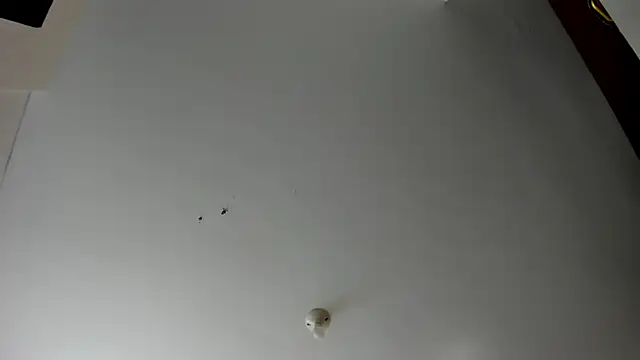 evely coelloo online show from November 5, 2025, 4:07 pm