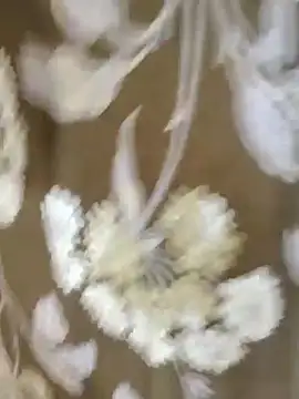 Snapshot of Raat_ki_rani_ chatting on January 4, 2025, 5:05 am Raat ki rani online show from January 4, 2025, 5:05 am