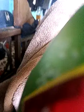 AssamSilchar93 online show from December 18, 2024, 7:36 am