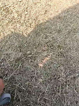 Gururonny07 online show from January 16, 2025, 7:38 am