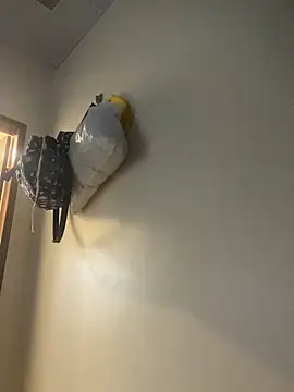 Carolinen online show from April 1, 2026, 8:28 pm