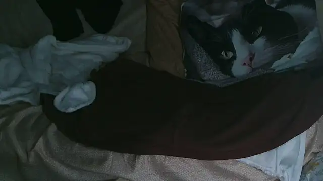 VeneRed online show from October 10, 2025, 7:35 pm