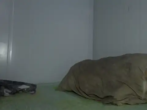 Snapshot of serjdj90 chatting on November 11, 2025, 8:03 am serjdj90 online show from November 11, 2025, 8:03 am