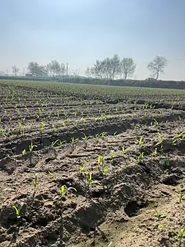 poision51 online show from March 8, 2025, 4:12 am