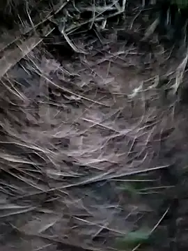 Guru2 online show from January 29, 2025, 1:17 pm