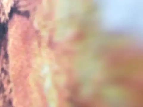 riri riri jp online show from December 16, 2025, 10:09 am