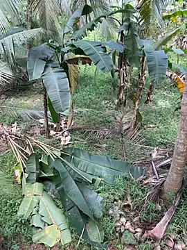 TeenLk online show from December 5, 2025, 4:54 am