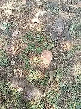 Snapshot of bairobunde chatting on April 5, 2026, 8:11 am bairobunde online show from April 5, 2026, 8:11 am