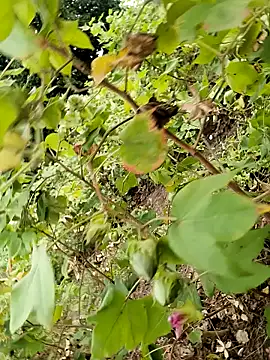 himvilohi08 online show from October 24, 2025, 11:50 am