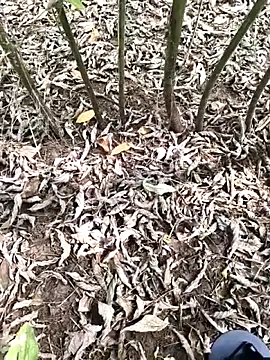 Snapshot of JAZZYS8 chatting on October 1, 2025, 7:47 am JAZZYS8 online show from October 1, 2025, 7:47 am