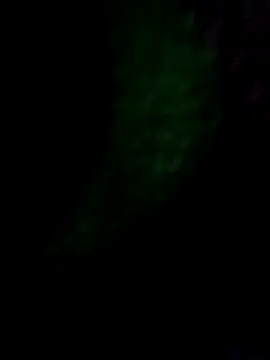 Snapshot of royall_queen chatting on January 14, 2026, 7:36 am royall queen online show from January 14, 2026, 7:36 am