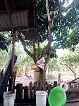 BigBoobs186 online show from October 18, 2025, 3:09 am